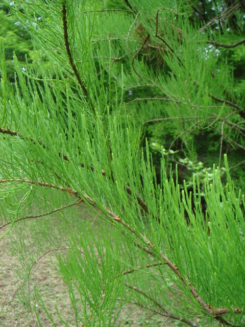 Taxodium ascendens feuille